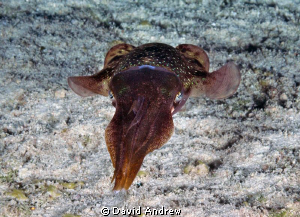 Caribbean Reef Squid (Sepioteuthis sepioidea) at El Presi... by David Andrew 